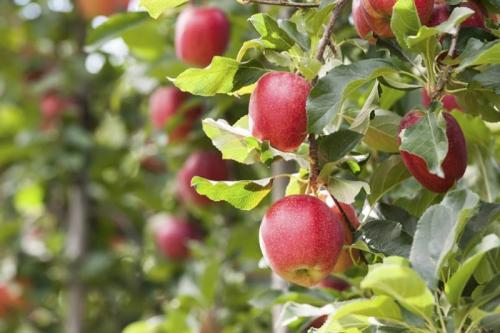Какой сорт яблони лучше посадить на даче. Какую яблоню посадить на участке: выбираем сорта и виды
