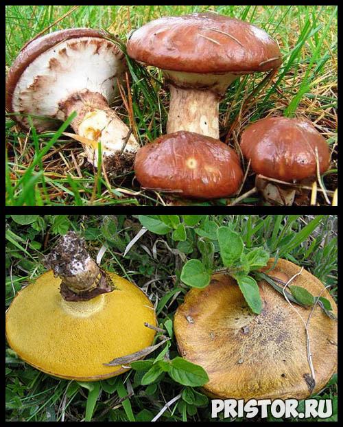 Ложные маслята. Маслята ложные и съедобные — фото, как отличить, описание грибов
