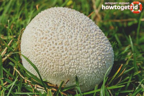 Дождевик луговой — описание, где растет, ядовитость гриба