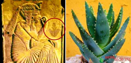 Алоэ родина растения. Первые упоминания об алоэ