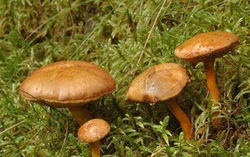 Перечный гриб