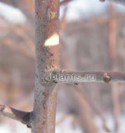 Фикус каучуконосный, как формировать. Фикус каучуконосный: как формировать крону правильно? 06