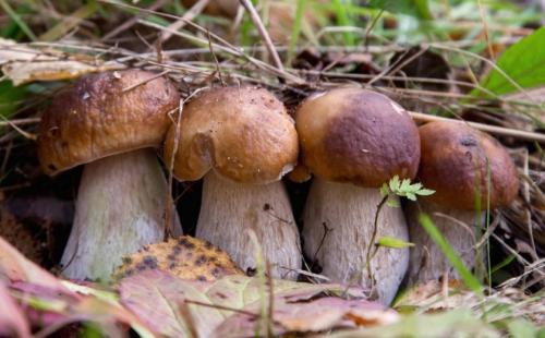 Сколько дней растут грибы. Где встречаются белые грибы