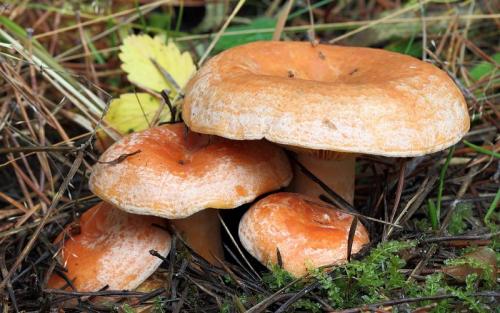 С чем можно перепутать рыжики. Сравнение