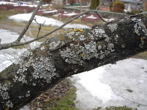 Обработка сада осенью от болезней и вредителей мочевиной. Свойства мочевины