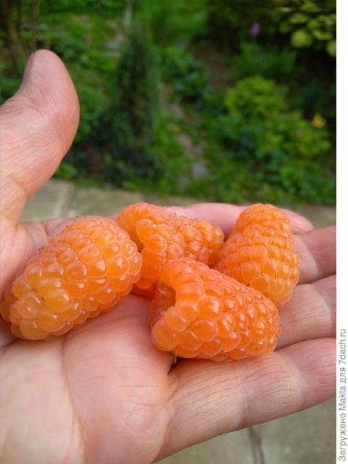 Садовый мир малина ремонтантная. Ремонтантная малина. Как сорта подбирала