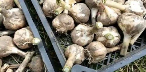 Когда сажать чеснок в 2019 году в Подмосковье. Посадка чеснока под зиму в Подмосковье в 2019 году 05