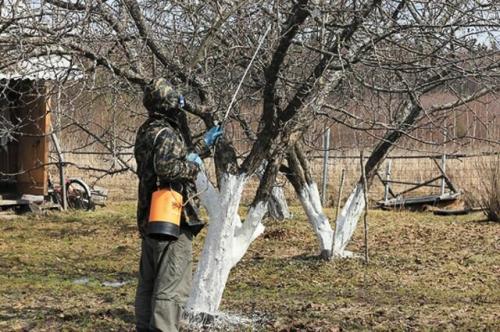 Обработка железным купоросом осенью. Железный купорос, или как правильно проводить осеннюю обработку сада!