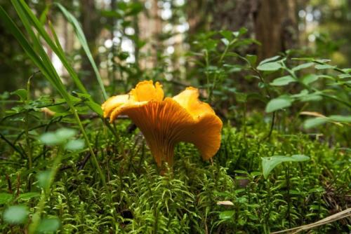 Грибы осенние в Беларуси. Летние виды грибов в Беларуси