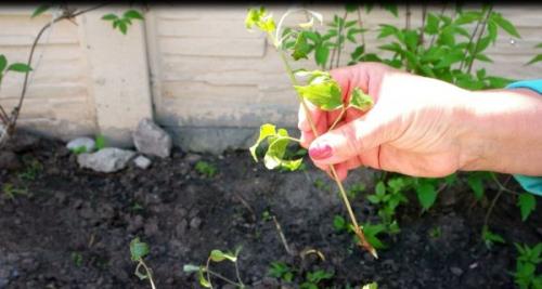 Зимнее черенкование клематисов. Способы размножения клематисов