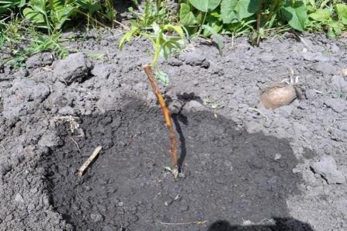 Уход за ремонтантной малиной после сбора урожая. В какие сроки сажать культуру