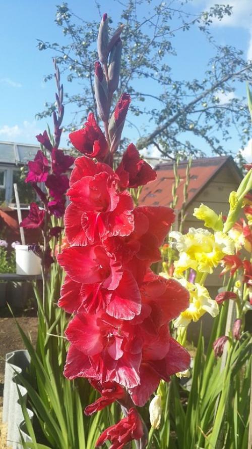 Как подготовить гладиолусы к зиме. Подготовка гладиолусов к зиме.