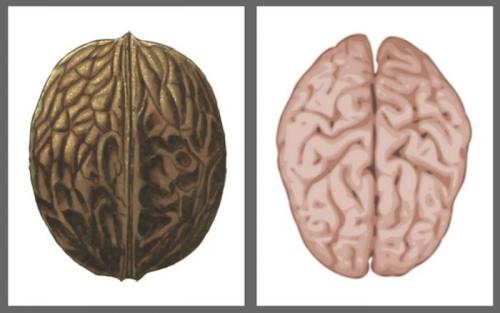 Грецкий орех почему так называется. Польза грецких орехов для организма 09
