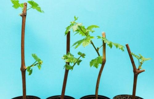 Хранение черенков винограда в земле. Где хранить черенки винограда до весны