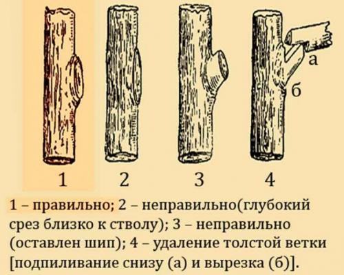 Осенняя обрезка сливы в подмосковье. Когда делать обрезку сливы