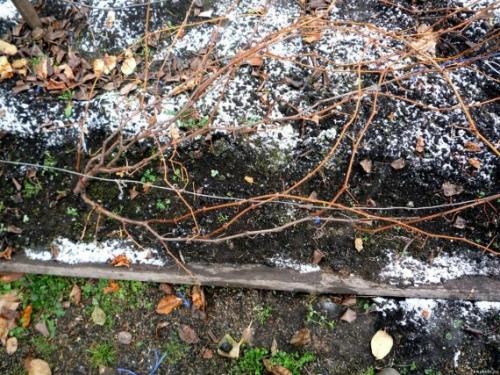 При какой температуре укрывать розы и виноград. Когда укрывать виноград на зиму в регионах, сроки