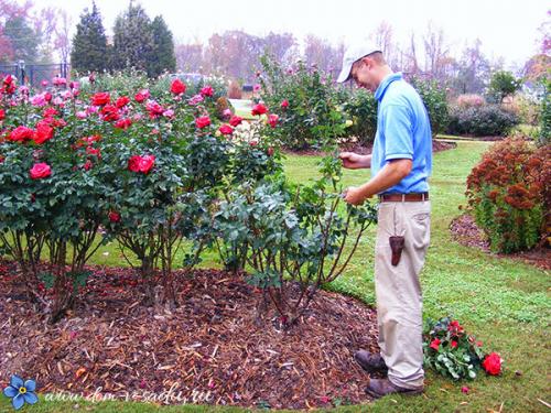 Укрытие роз на зиму. Как утеплить розы на зиму и когда