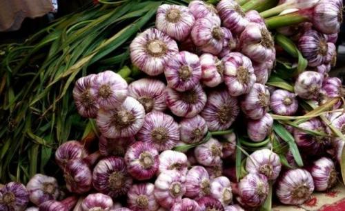 Когда сажать чеснок в 2019 году в Подмосковье. Посадка чеснока под зиму в Подмосковье в 2019 году 03