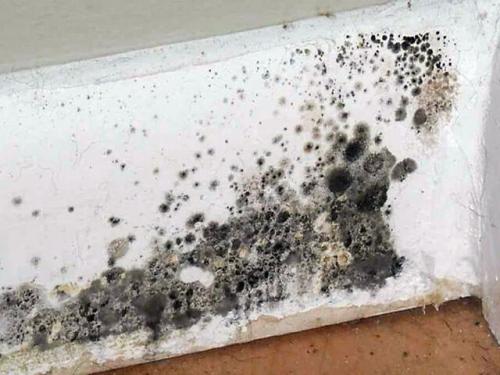 К трубчатым грибам относятся. Общая характеристика 01