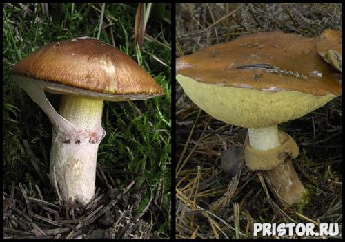 Ложные маслята. Маслята ложные и съедобные — фото, как отличить, описание грибов