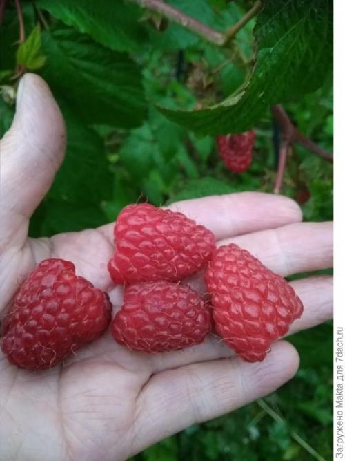 Садовый мир малина ремонтантная. Ремонтантная малина. Как сорта подбирала