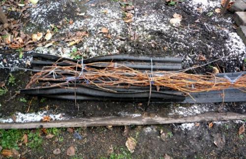 При какой температуре укрывать розы и виноград. Когда укрывать виноград на зиму в регионах, сроки