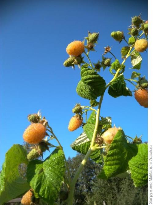 Садовый мир малина ремонтантная. Ремонтантная малина. Как сорта подбирала