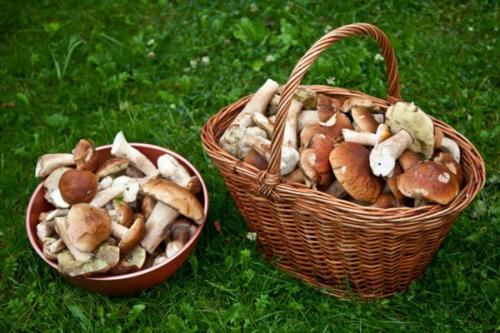 Контакт грибы крыма. Топ-5 урожайных поселков, где можно собрать грибы в Крыму