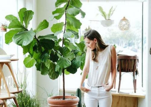 Комнатная фиалка родина растения. Какова родина растения фиалки? 06