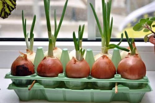 Почему не растет лук в воде. Как вырастить лук на подоконнике в воде