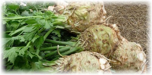 Как сохранить сельдерей черешковый на зиму. Каким образом можно хранить корневища?