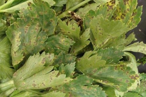 Болезни черешкового сельдерея. Какие бывают болезни и вредители сельдерея? Признаки и борьба с ними.