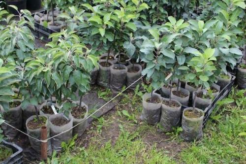 Как сохранить саженцы. В прикопе