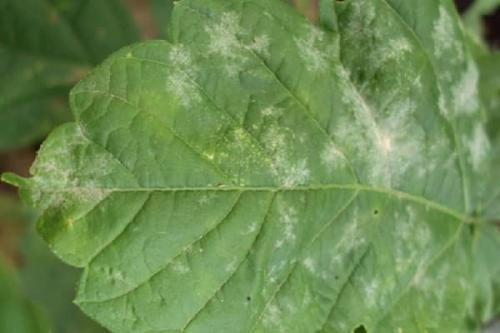 Болезни черешкового сельдерея. Какие бывают болезни и вредители сельдерея? Признаки и борьба с ними.