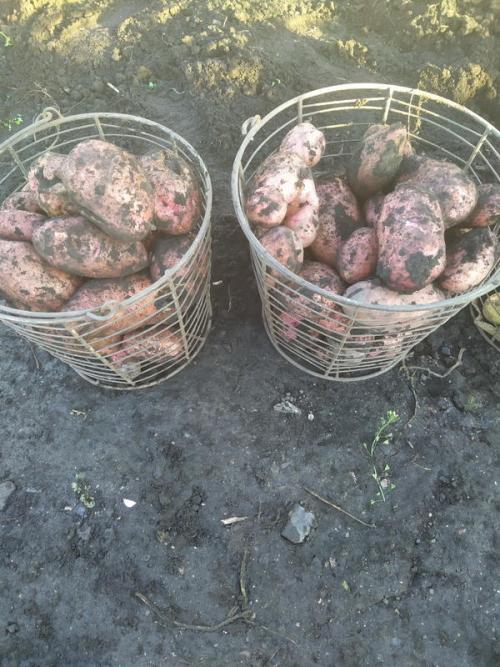 Как вырастить картофель из мини-клубней. Итоги выращивания картофеля из мини-клубней от Садов России