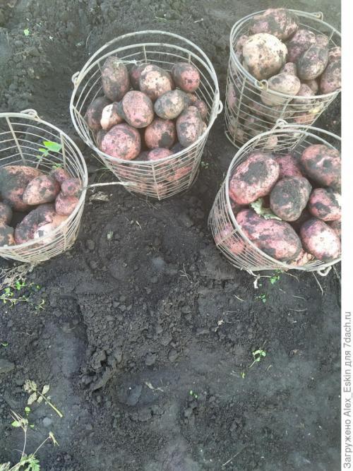 Как вырастить картофель из мини-клубней. Итоги выращивания картофеля из мини-клубней от Садов России