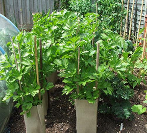 Как отбеливать сельдерей черешковый. Отбеливание сельдерея черешкового 02