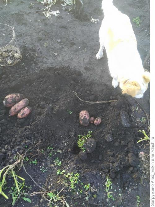 Как вырастить картофель из мини-клубней. Итоги выращивания картофеля из мини-клубней от Садов России