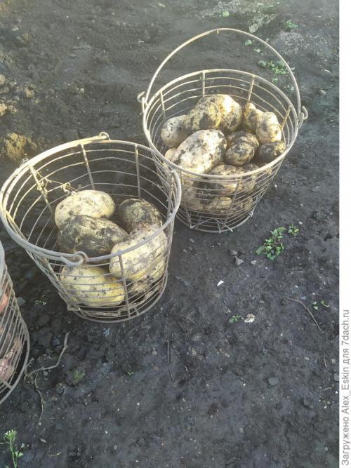 Как вырастить картофель из мини-клубней. Итоги выращивания картофеля из мини-клубней от Садов России