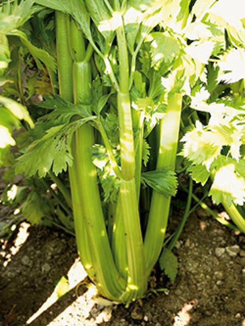 Как отбеливать сельдерей черешковый. Отбеливание сельдерея черешкового 10