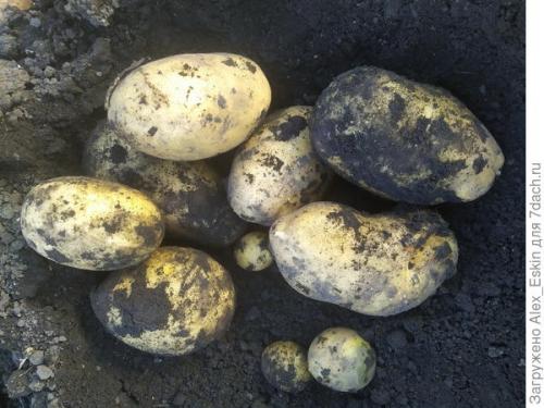 Как вырастить картофель из мини-клубней. Итоги выращивания картофеля из мини-клубней от Садов России