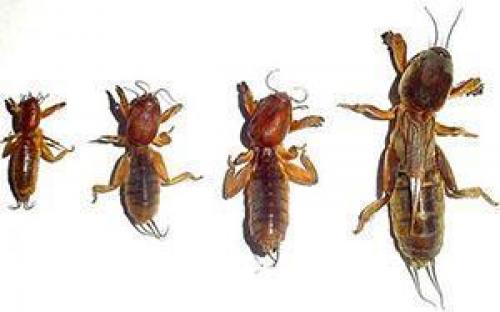 Плохая всхожесть картофеля. Почему не всходит картофель?