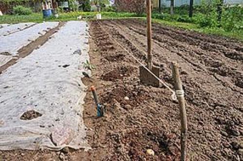 Плохая всхожесть картофеля. Почему не всходит картофель?