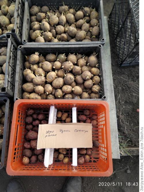 Как вырастить картофель из мини-клубней. Итоги выращивания картофеля из мини-клубней от Садов России