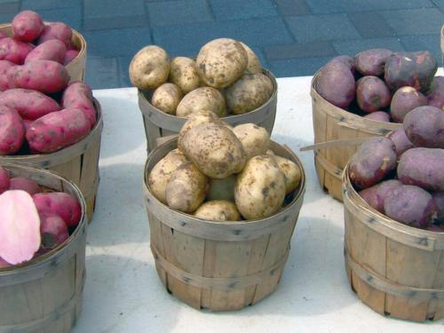 Что такое 1 репродукция картофеля. Где и какие семенные клубни картофеля нужно приобретать