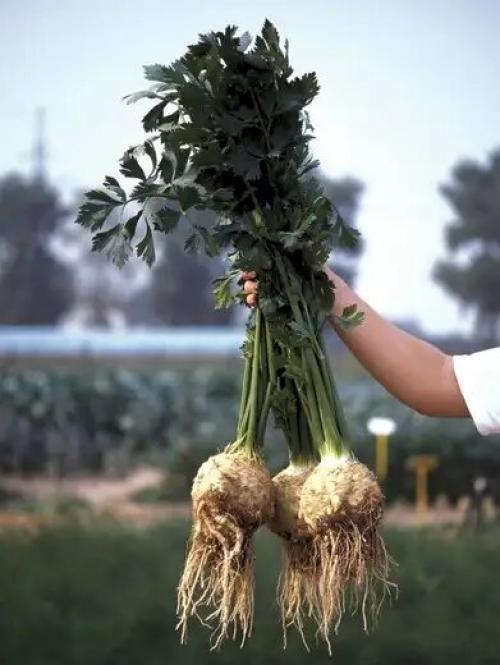 Чем подкормить сельдерей черешковый. Что не любит сельдерей