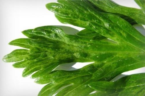 Болезни черешкового сельдерея. Какие бывают болезни и вредители сельдерея? Признаки и борьба с ними.