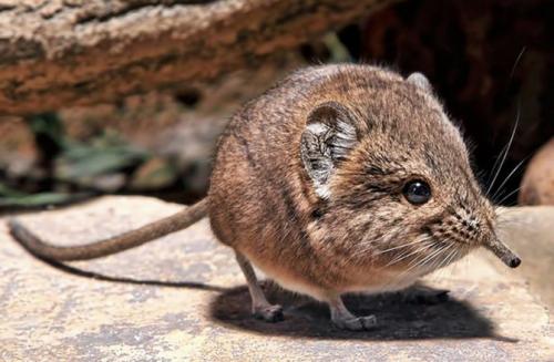 Как избавиться от полевых мышей на огороде. Разновидности огородно-дачных вредителей