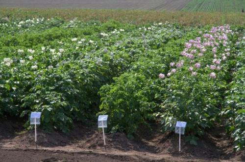 Как оздоровить сорт картофеля. Выращивание картофеля из семян: плюсы и минусы способа