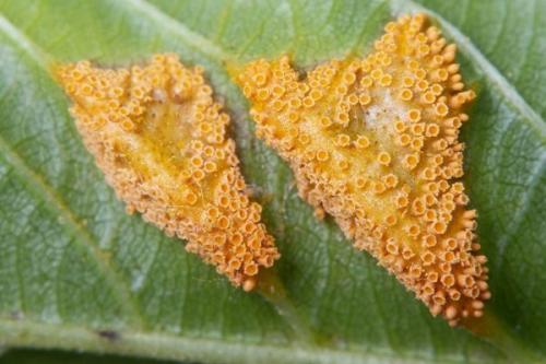 Болезни черешкового сельдерея. Какие бывают болезни и вредители сельдерея? Признаки и борьба с ними.